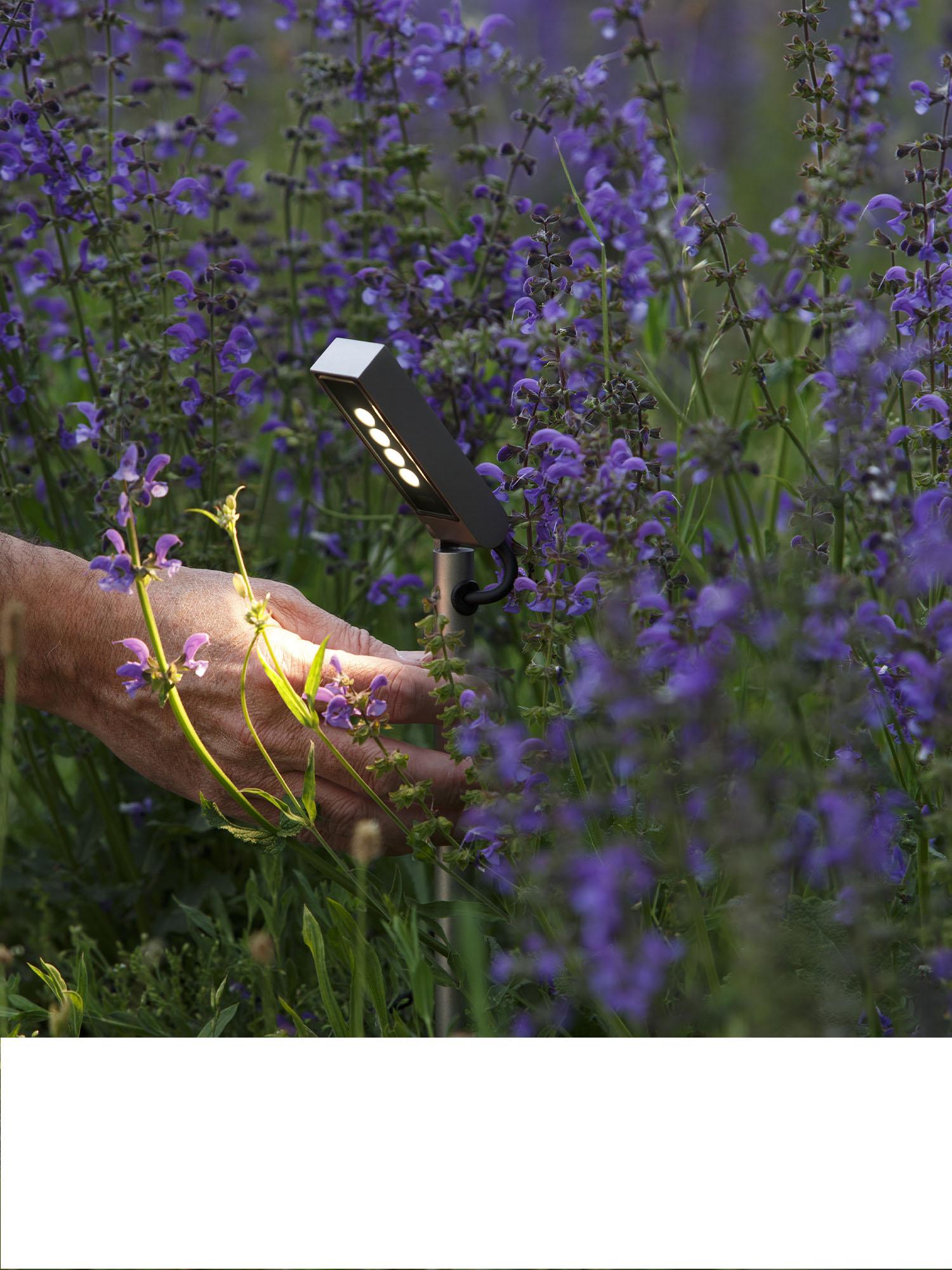 Garden lighting: how to illuminate shrubs and bushes